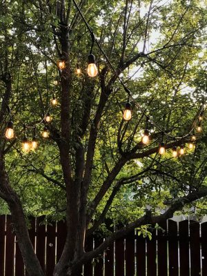 String Light Installations / Tree Climbing / 512 676 7860